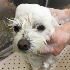 ルルちゃんシャンプー中