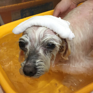 ルルちゃんスパ中