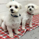 ちびちゃんルルちゃんアイキャッチ