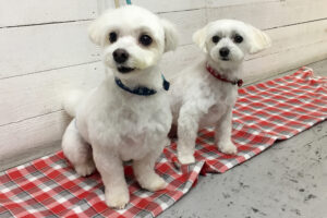 ちびちゃんルルちゃんアイキャッチ