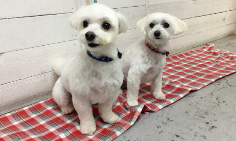 ちびちゃんルルちゃんアイキャッチ