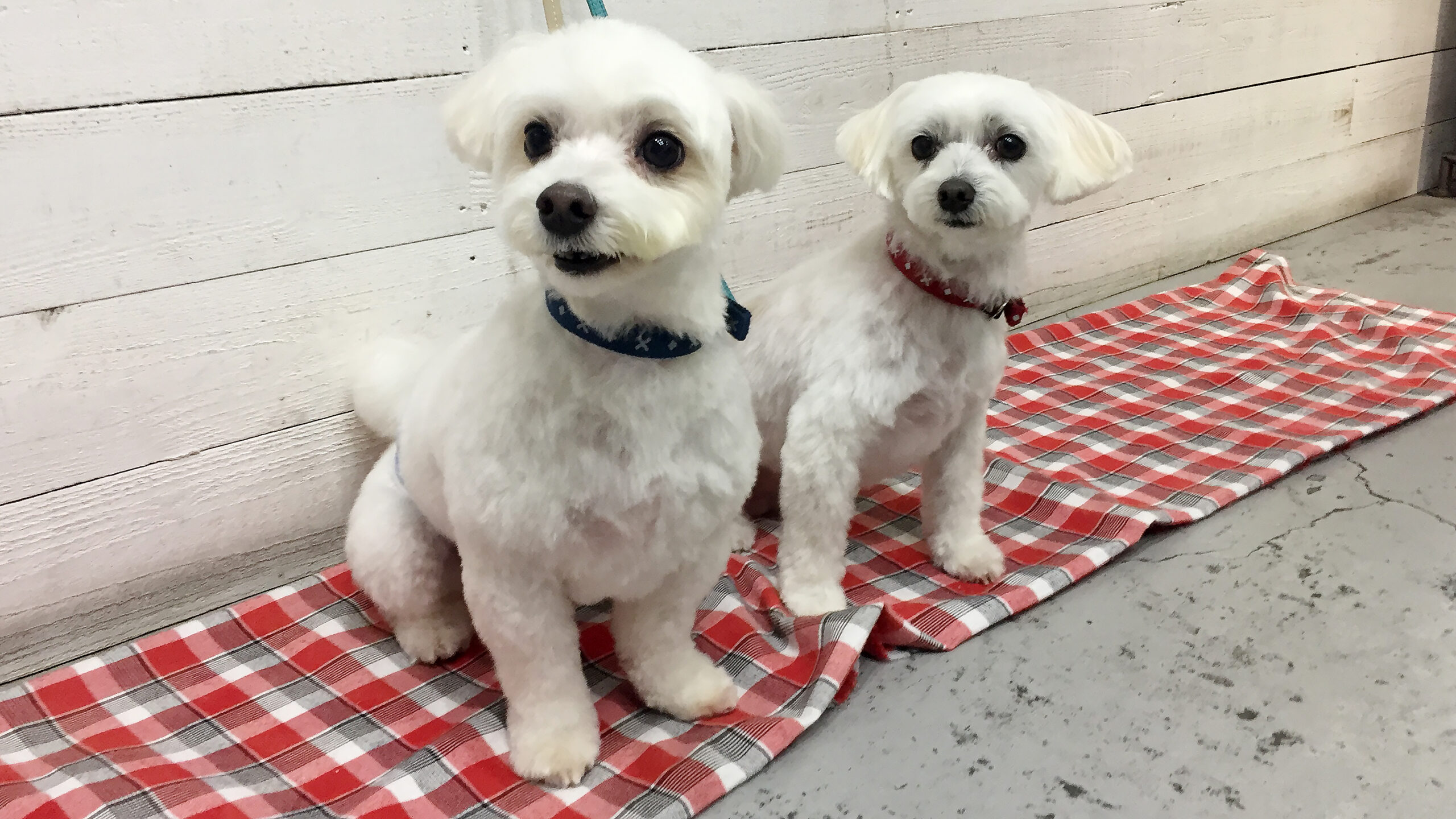 ちびちゃんルルちゃんアイキャッチ