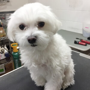 マーチちゃんカット前