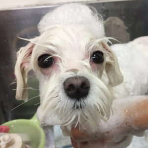 マーチちゃんシャンプー中