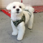 マーチちゃんアイキャッチ