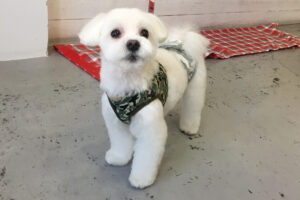 マーチちゃんアイキャッチ