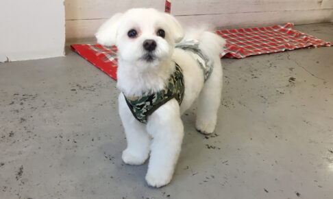 マーチちゃんアイキャッチ