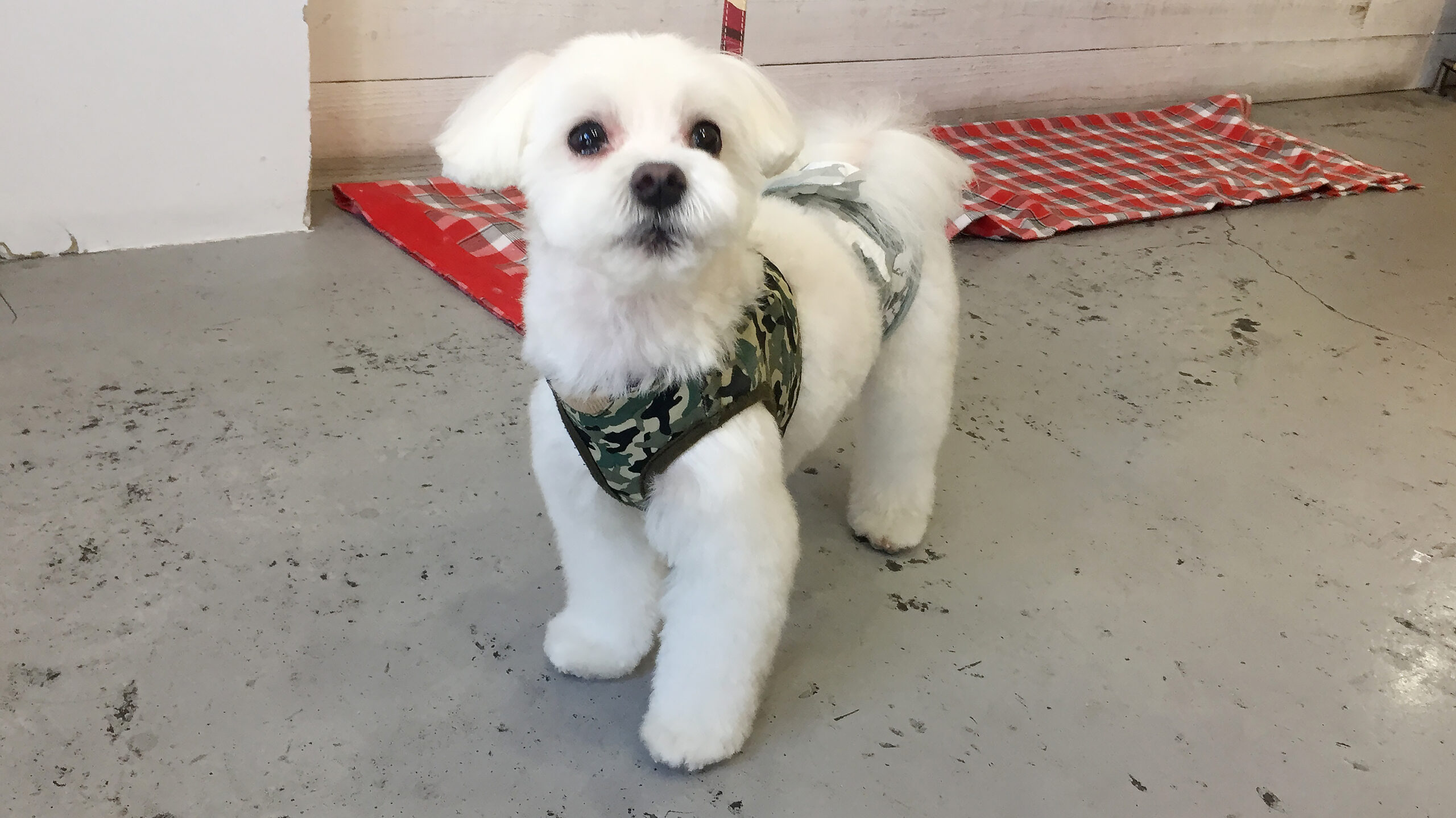 マーチちゃんアイキャッチ