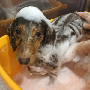 ころんちゃんシャンプー中