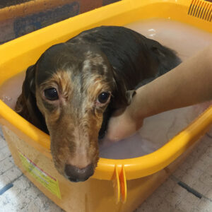 ころんちゃん薬用浴中