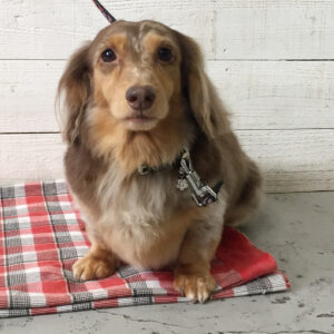 ころんちゃん施術後