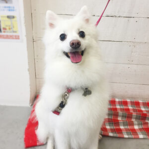 仕上がりスピッツ