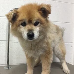 ひなちゃんカット前