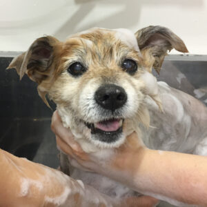 ひなちゃんシャンプー中