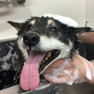 シャンプーしば