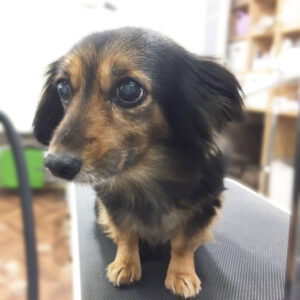 仕上がりミックス