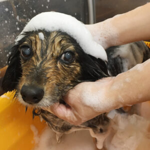 シャンプーミックス