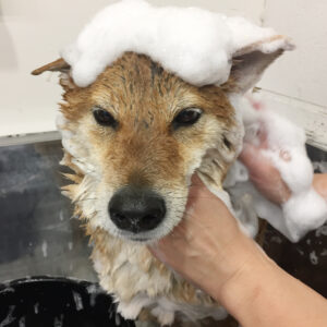 シャンプーしば