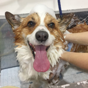 ぎんじちゃんシャンプー中