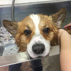 ぎんじちゃんスパ中