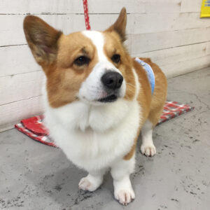 ぎんじちゃん施術後