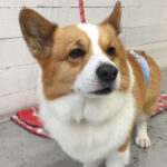 ぎんじちゃんアイキャッチ