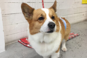 ぎんじちゃんアイキャッチ