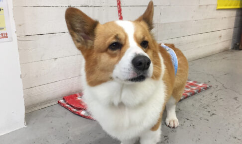 ぎんじちゃんアイキャッチ