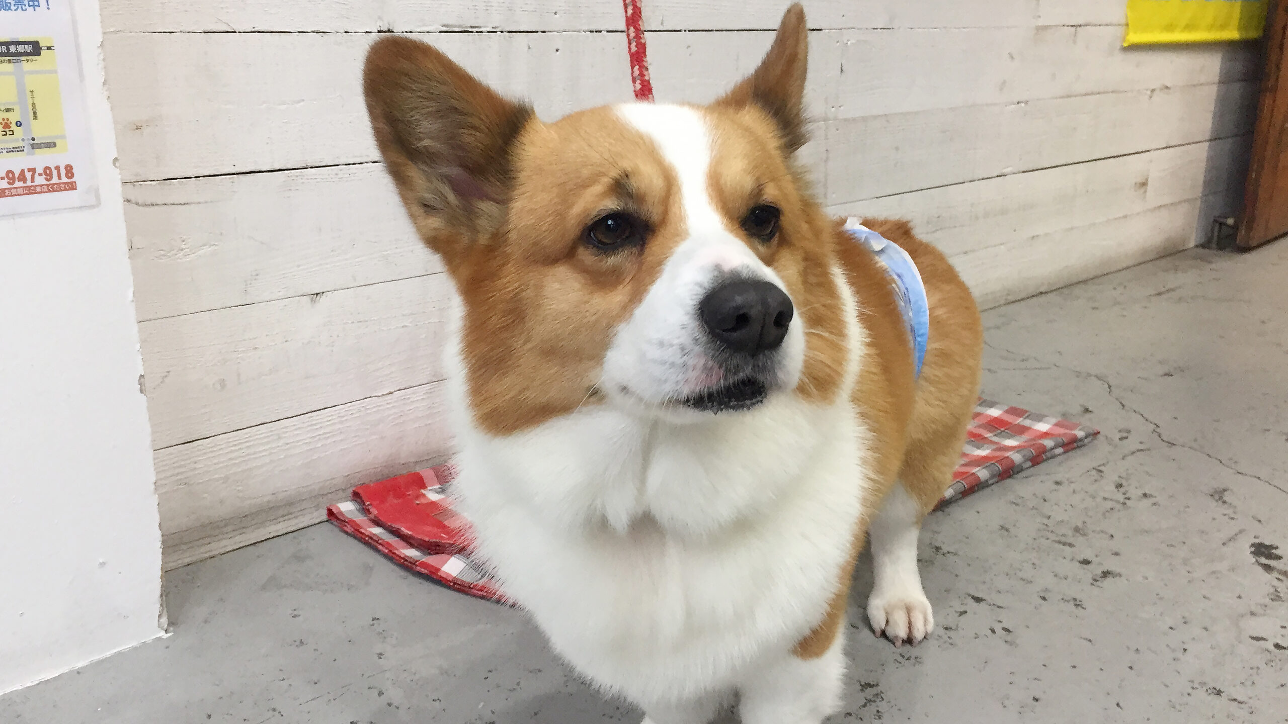 ぎんじちゃんアイキャッチ