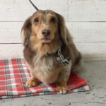 ころんちゃんアイキャッチ