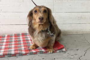 ころんちゃんアイキャッチ