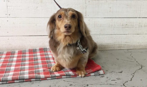 ころんちゃんアイキャッチ