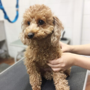 よろしくトイプー