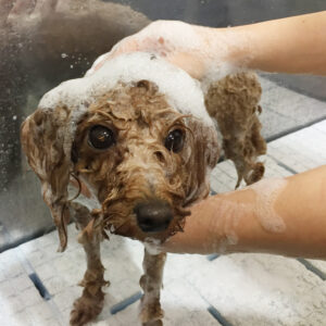 シャンプートイプー