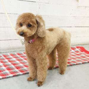 仕上がりトイプー