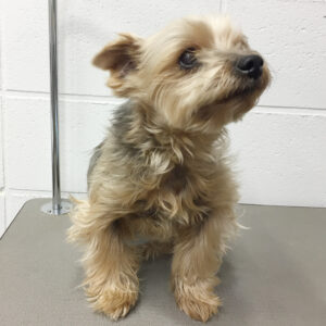 よろしくヨーキー