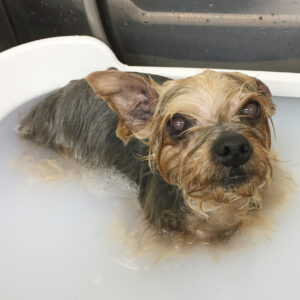 お風呂ヨーキー