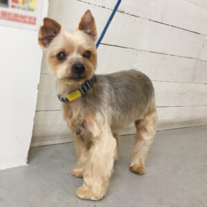 仕上がりヨーキー