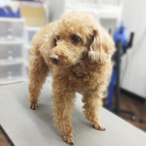 よろしくトイプー