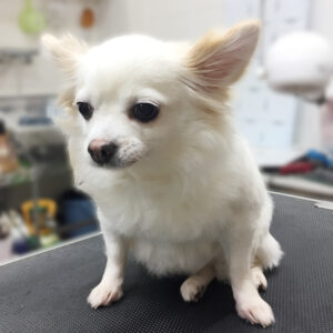 よろしくチワワ