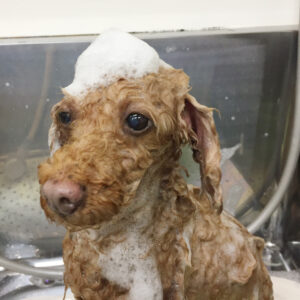 シャンプートイプー