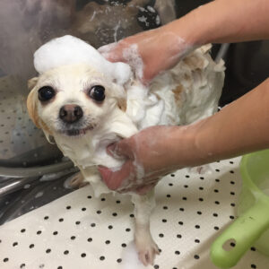 シャンプーチワワ