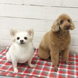 仕上がりトイプー&チワワ