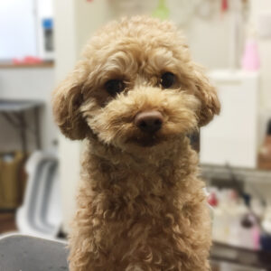 よろしくトイプー