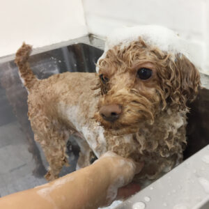 シャンプートイプー