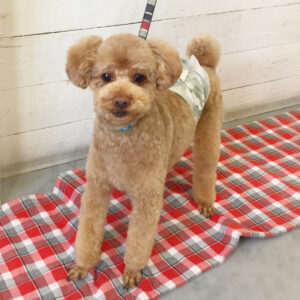 仕上がりトイプー