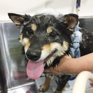 シャンプー豆柴