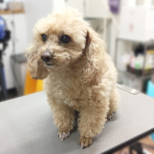 よろしくトイプー