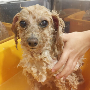 シャンプートイプー