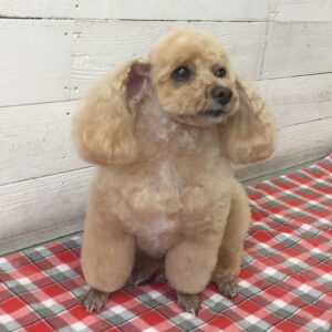 仕上がりトイプー